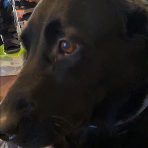 Meet your Posher, Chase